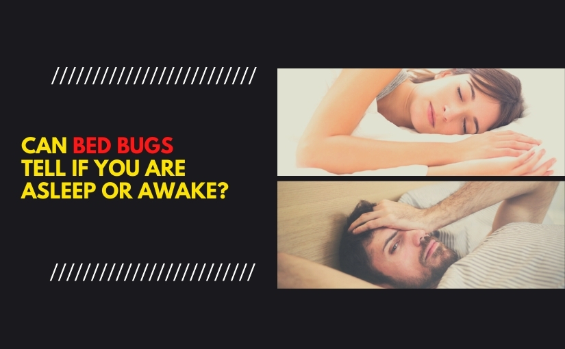 Can Bed Bugs Tell If You are Asleep or Awake_