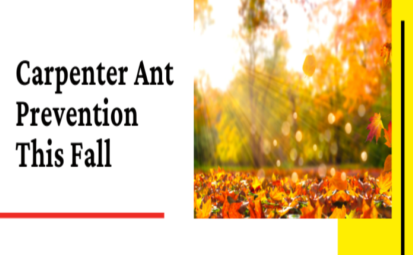 Carpenter Ant Prevention This Fall