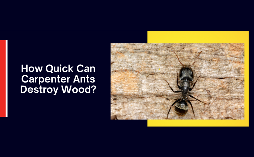 Burlington Pest Control: How Quick Can Carpenter Ants Destroy Wood?