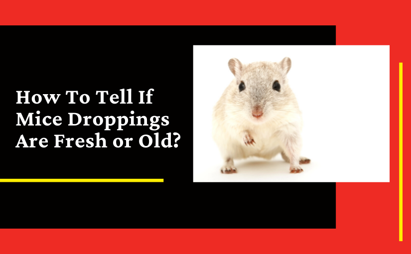 How To Tell If Mice Droppings Are Fresh or Old?