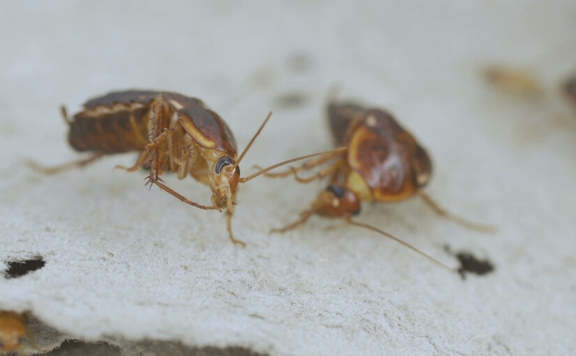 Cockroach lifespan