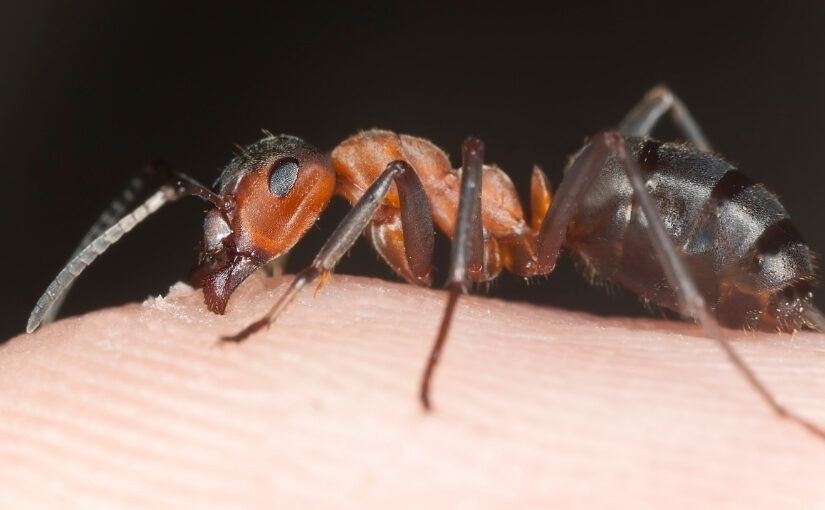 What happens if a carpenter ant bites a human RP