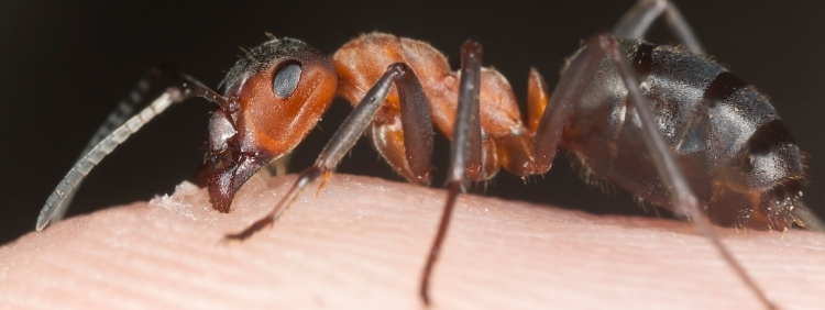 What happens if a carpenter ant bites a human