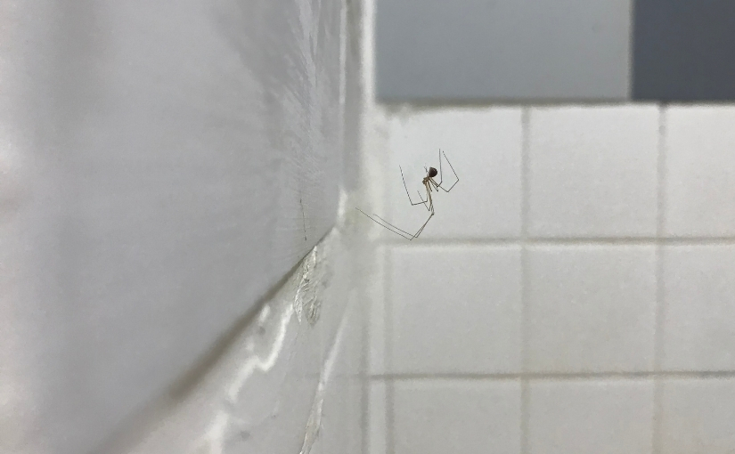 Why Are Spiders Attracted To Your Shower RP