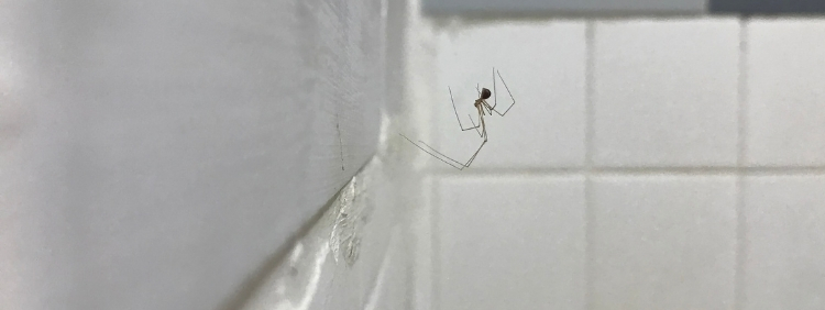 Why Are Spiders Attracted To Your Shower