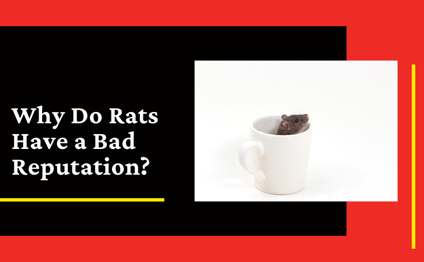 Why Do Rats Have a Bad Repuation_ (1)