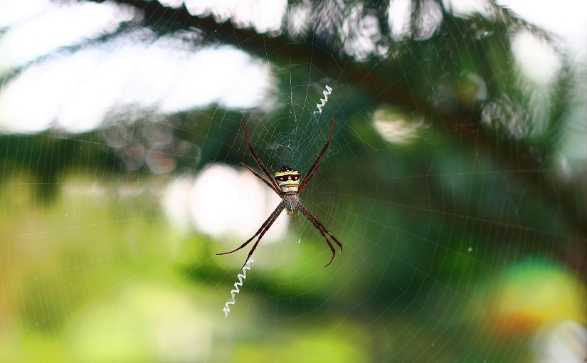 Spiders and insects