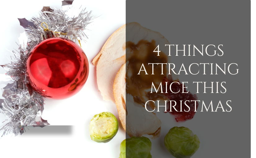4 Things Attracting Mice This Christmas (1)