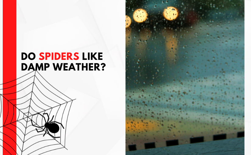 Do Spiders Like Damp Weather_ (1)