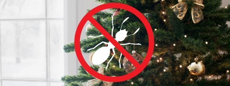 Keep Your Christmas Tree Ant Free!