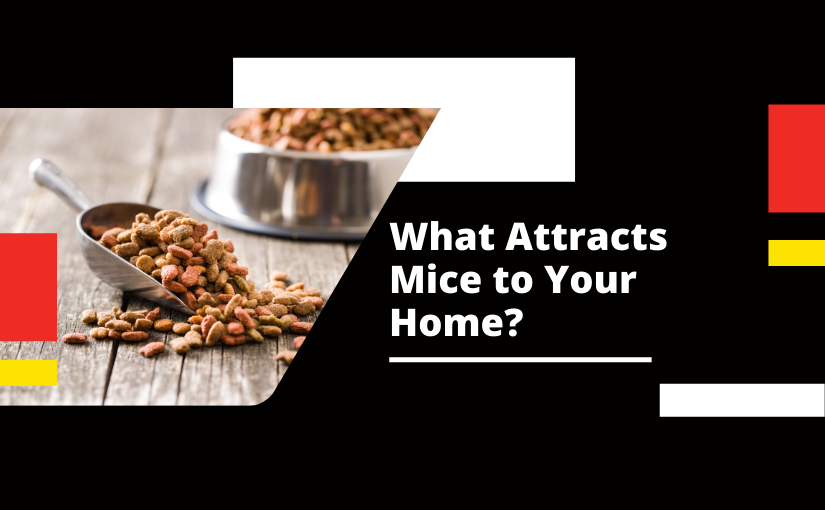 What Attracts Mice to Your Home