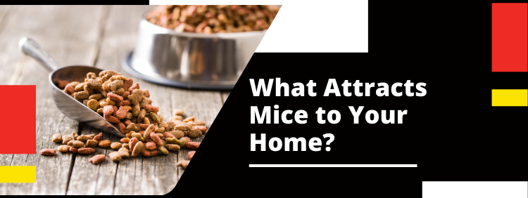 What Attracts Mice to Your Home (1)