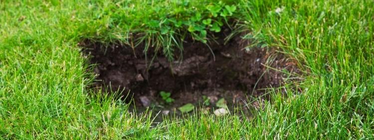 Why Mice Holes In Your Lawn Can Be Dangerous!