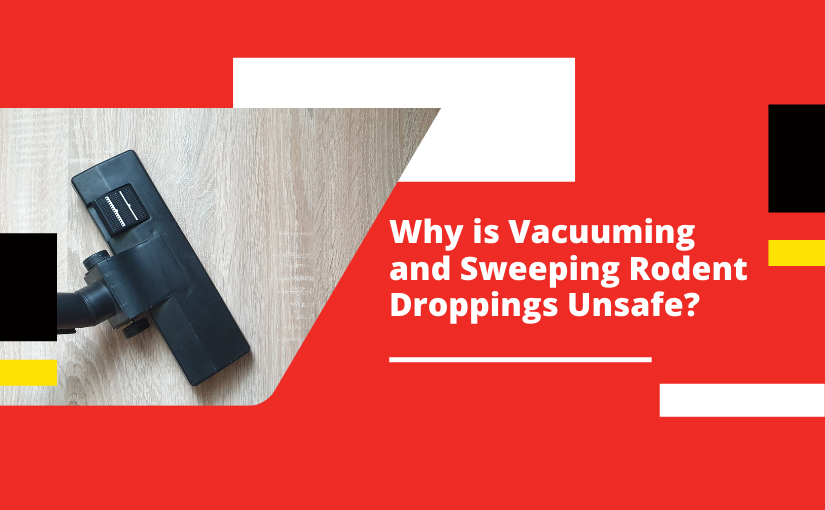 Why is Vacuuming and Sweeping Rodent Droppings Unsafe_