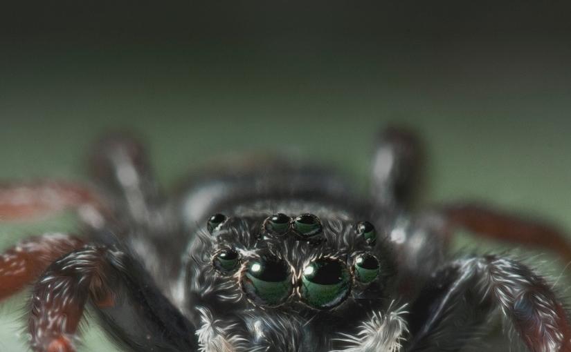 Richmond Hill Pest Control: Why Do Spiders Need Eight Eyes?