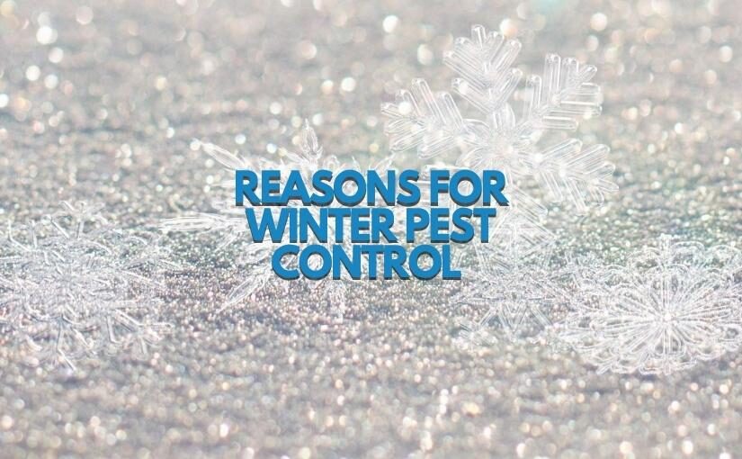 3 Reasons You Need Winter Pest Control 825 x 510