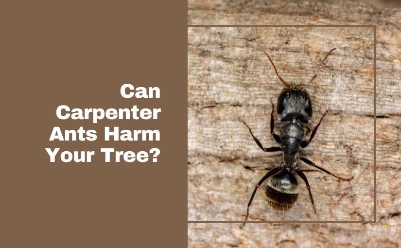 can Carpenter ants harm your tree