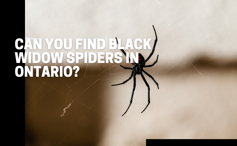 black widow spiders in Ontario