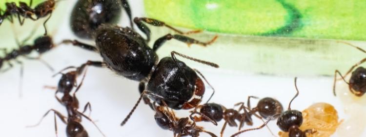 Guelph Pest Removal Can Ants Live Without A Queen