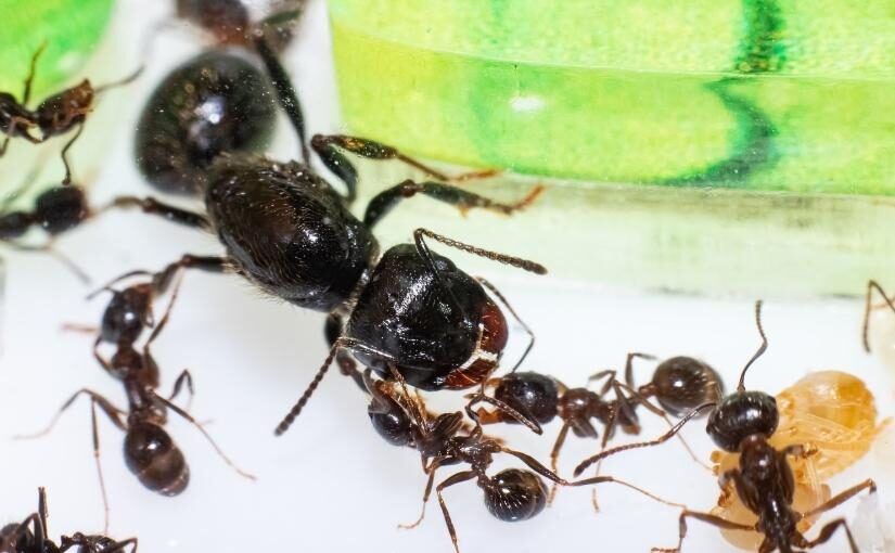 Guelph Pest Removal Can Ants Live Without A Queen 825 x 510