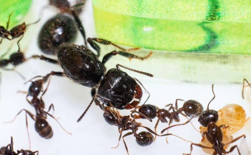 Can ants survive without a queen ant?