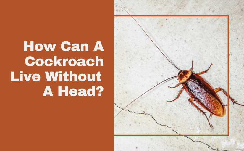 How Can A Cockroach Live Without A Head_ (1)