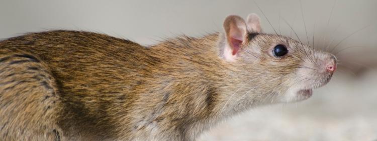 How Good Are Mice and Rats Senses
