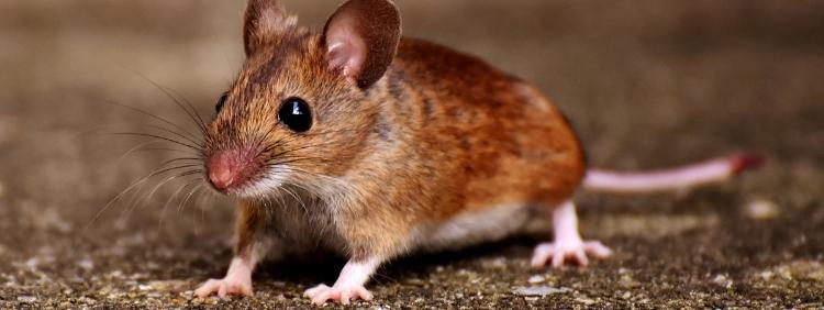 How To Identify A Deer Mouse Infestation