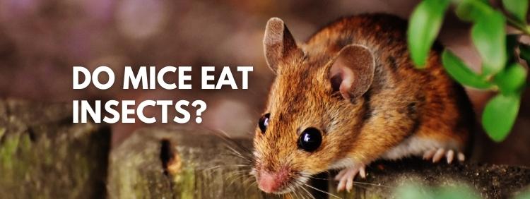 Halifax Pest Control: Do Mice Eat Insects?
