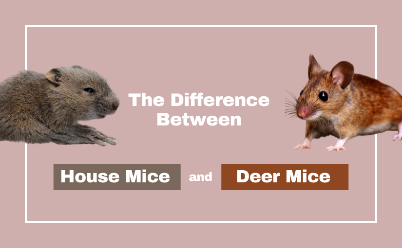 House Mouse Vs Field Mouse