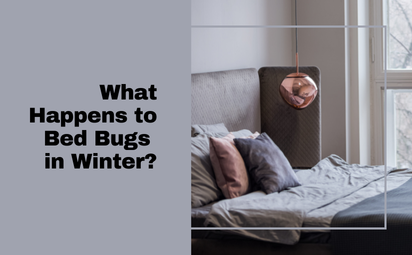 What Happens to Bed Bugs in Winter_ (1)