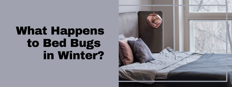 What Happens to Bed Bugs in Winter