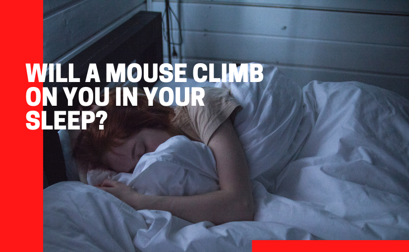 Will A Mouse Climb On You In Your Sleep_ (1)
