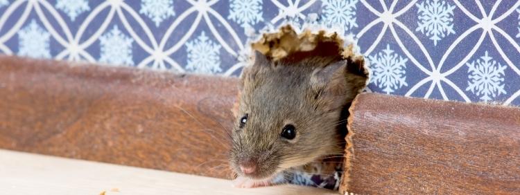 Barrie Rodent Removal 3 Reasons Mice are Found In Walls