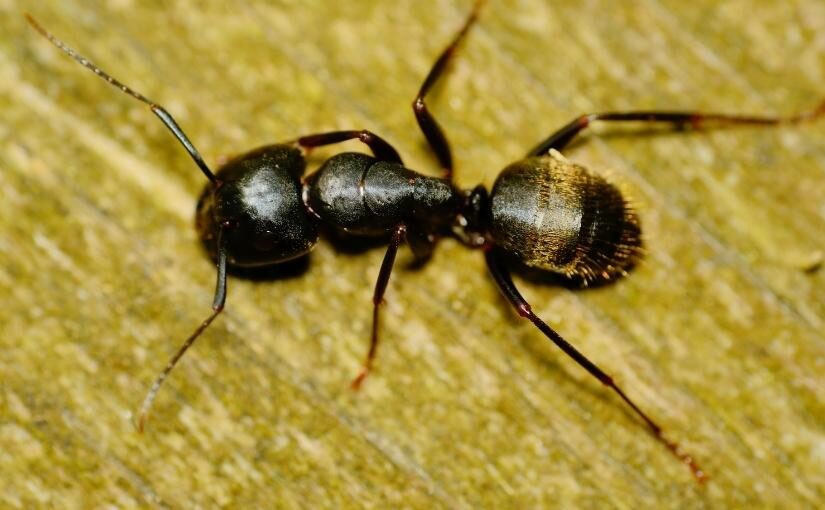 Guelph Pest Control How Many Legs Does a Carpenter Ant Have 825x510