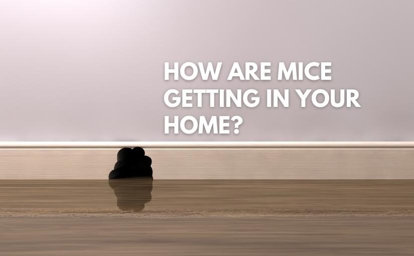 How Are Mice Getting In Your Niagara Home 825x510