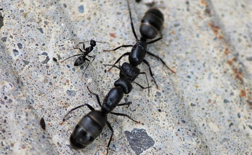 Kitchener Pest Control Black Ants vs Carpenter Ants 825x510