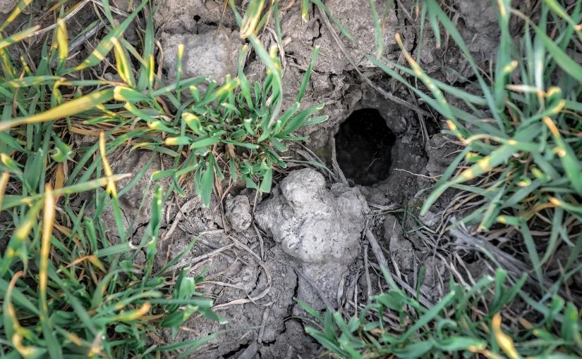 Kitchener Pest Control: What Do Rat Holes Look Like?
