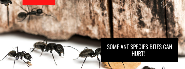 Some Ant Species Bites Can Hurt!