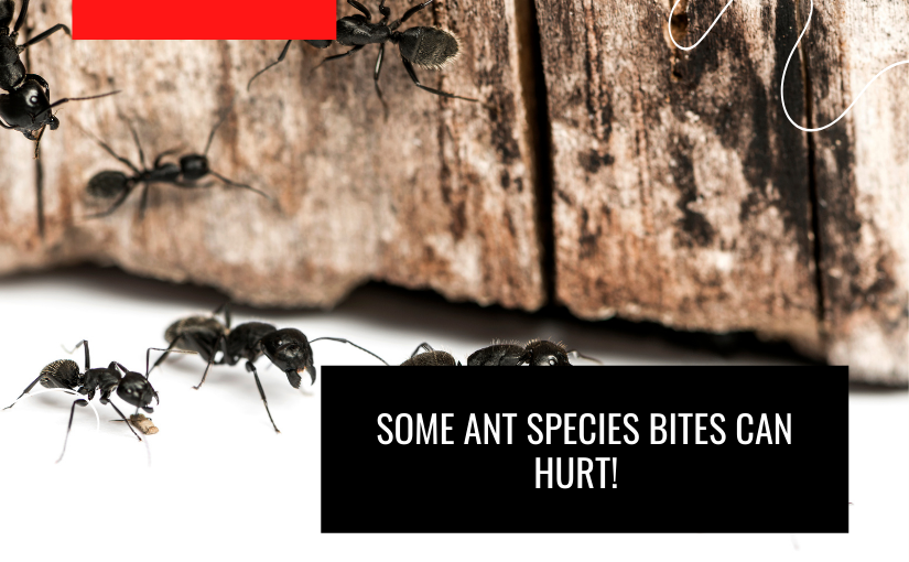 Some Ant Species Bites Can Hurt! (1)