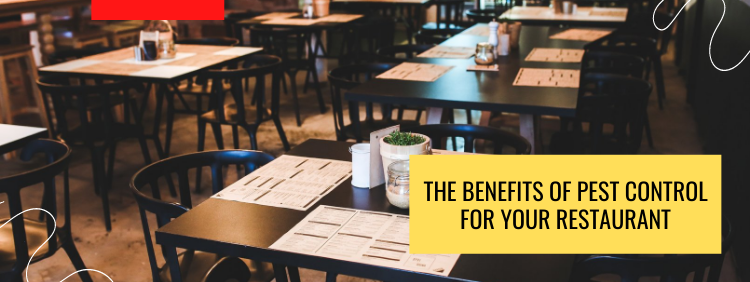 The Benefits of Pest Control for Your Restaurant