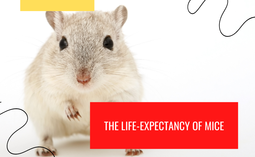 The Life-Expectancy of Mice (1)