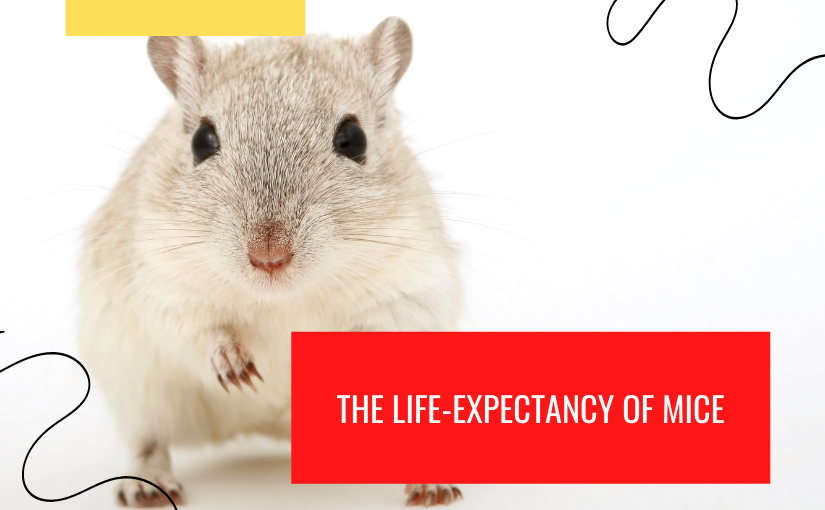 The Life Cycle of Rodents - All Natural Pest Elimination