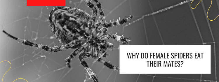 Slaapzaal Kaap Feodaal Why Do Female Spiders Eat Their Mates?