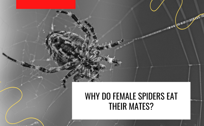 Why Do Female Spiders Eat Their Mates 825x510