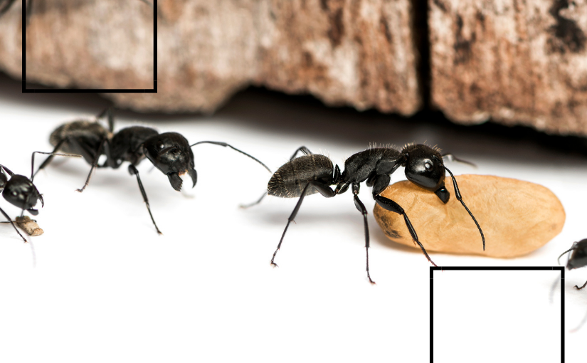 How to kill discount carpenter ants