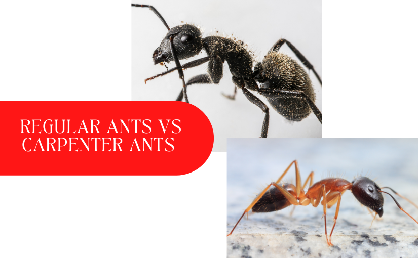 black ants vs carpenter ants