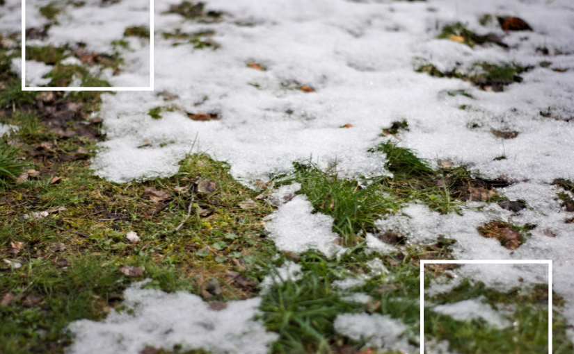 Will Mice Leave Your Home In Early Spring?