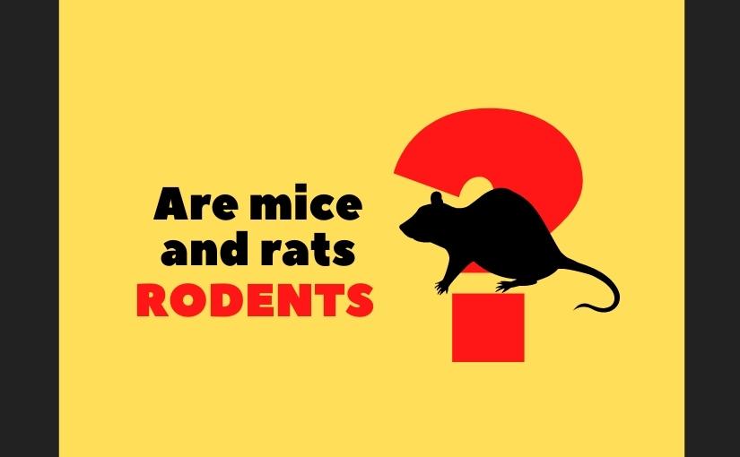 are mice and rats rodents?