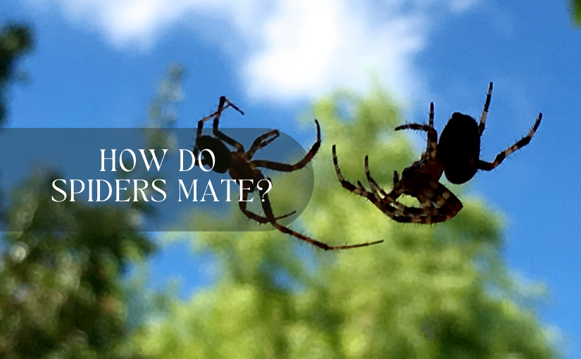 how do spiders mate